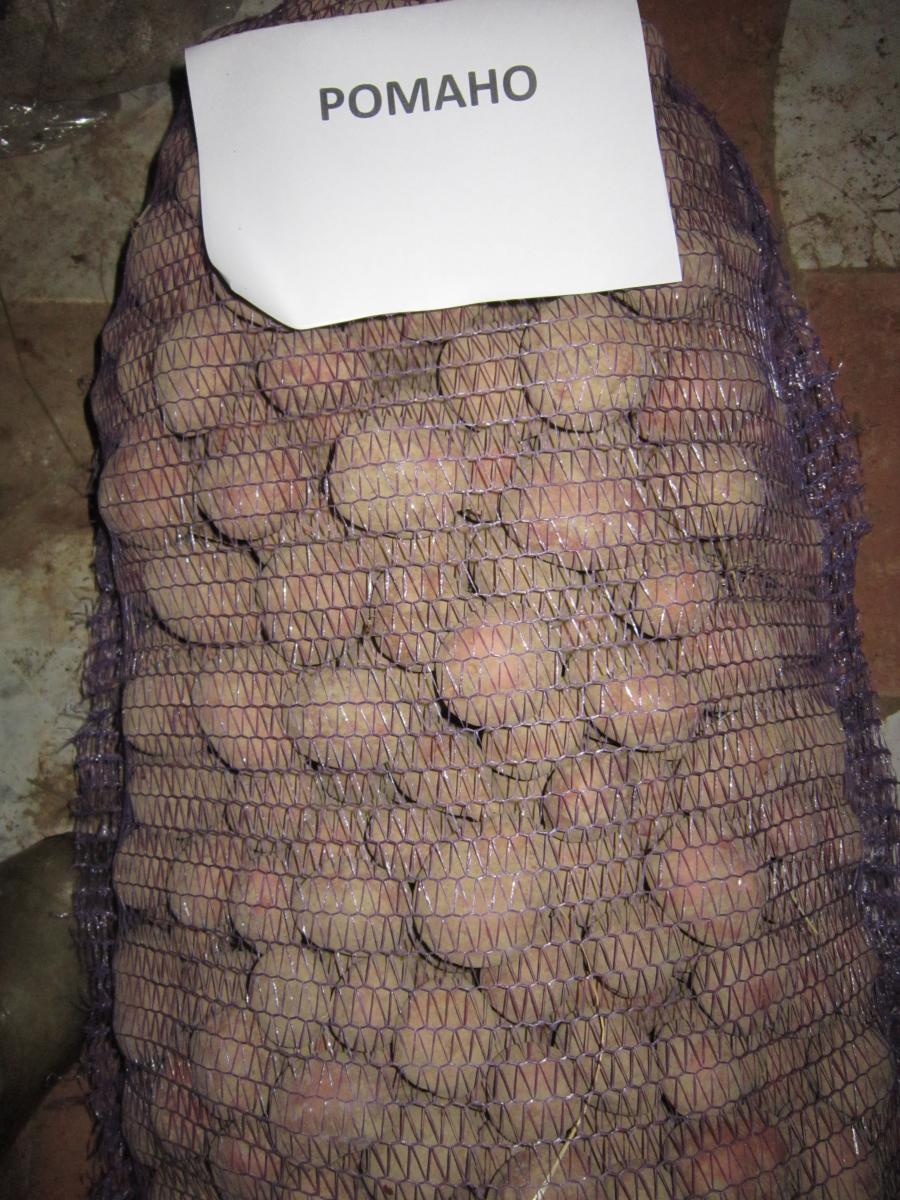 Сорт семенной картофель Рамона